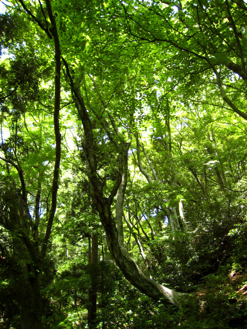 富士写ヶ岳（ふじしゃがたけ、Mt.Fujishagatake、標高941m）20140524登山道の横に根を張り、上にカーブするように立つ大樹