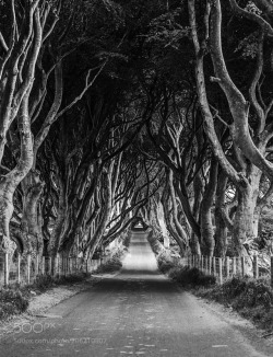xiaorui2004: the dark hedges. northern ireland. Black and white beech trees seem a bit more fitting for the name. by tannerwendell