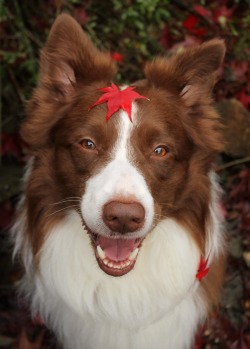 Megpricephotography:  Who’s A Cute Doggie? Hovis Is!!