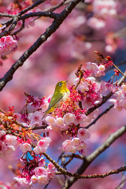 studioview:  Sign of spring by shinichiro* on Flickr. Cherry Blossoms and Japanese White-eye