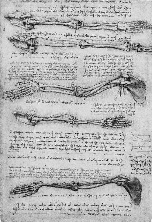 hominishostilis:  chaosophia218:Anatomical studies and drawings by Leonardo da Vinci.  Nah you just want to hear something amazing? Back in da Vinci’s day, autopsy and things like that were banned by the church. da Vinci never saw the inside of a human