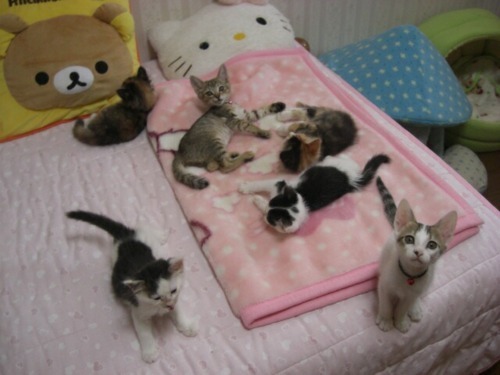meowneko:  