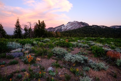 expressions-of-nature:Mammoth Lakes Meadow by Emmanuel Maceda