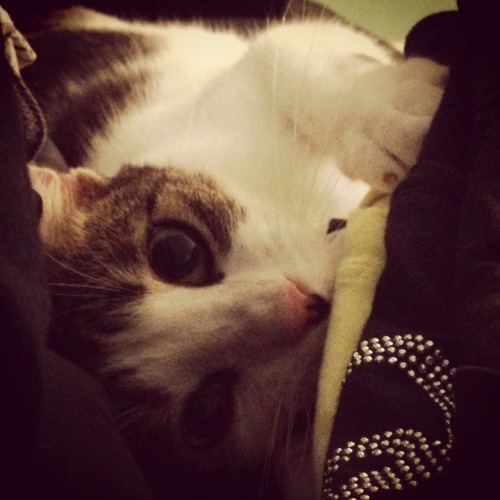Boxer’s greatest hits.He is a strange cat with lots and lots of anxiety and weirdness.