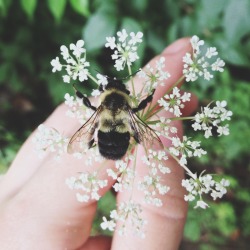 among-conifers:  Saved another cutie from the wet pavement yesterday. I just love bees. Look at those little legs. 