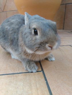 Bony-The-Bunny:human, Look At My Face And Feed Me