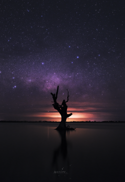 magicalnaturetour:  Last One Standing by Aquilapse