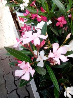 succulentubus:  pretty pink