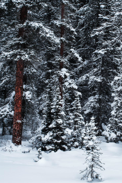 umq:  Jasper National Park (Jeremy Calow)