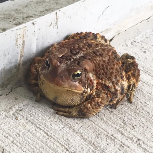 A pudgy female American toad [Anaxyrus americanus] found sitting on a porch in Lebanon, New Hampshir