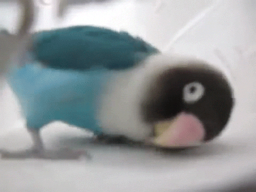 Cute Little Animal gifs — joshfjelstad: This aggressively tap-dancing bird ...