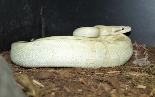  We have ovulation! 30 days until pre-lay shed, and another 15 after that until eggs! :D