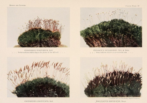 nemfrog:Mosses. Mosses and lichens. 1907