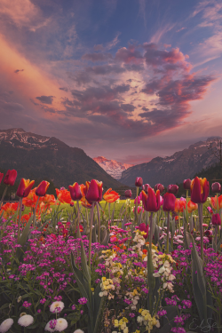 earthlycreations:  Tulip Valley | Erik Sanders