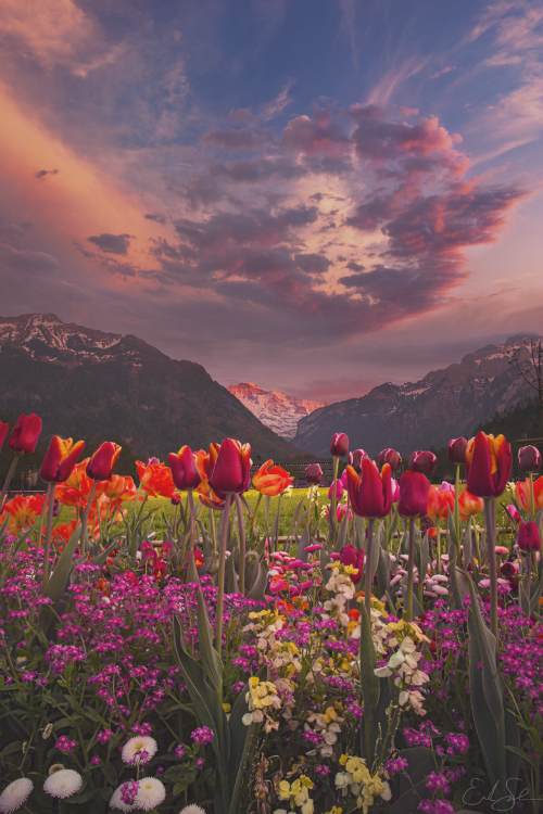 XXX earthlycreations:  Tulip Valley | Erik Sanders photo