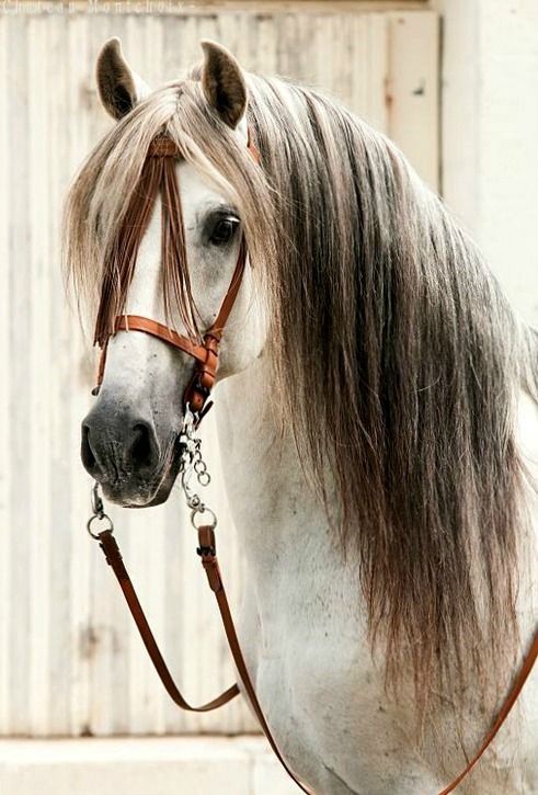 scarlettjane22: Pura Raza Española stallion Marismeno XLV from  Drew Courtney on Pi