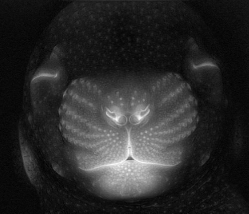 biocanvas:  Epithelial cells line surfaces and cavities throughout the body, forming skin, glands, and tracts. This mouse embryo has been genetically engineered to allow for the visualization of epithelial cells, showing the pattern of whisker placement