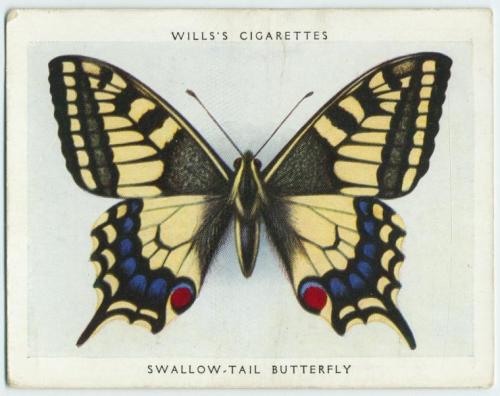 Unknown, Will’s Cigarettes, Butterfly Cards, 1931 
