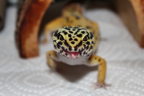 nippysnoodles:blep