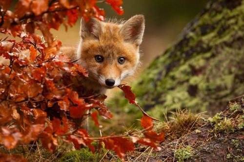 somecutething: What a beautiful little fox! (via Robert Adamec)