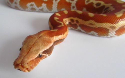 fattynoodles: Persephone, Cherry T+ Albino blood python, Python brongersmai.One of her parents is a 