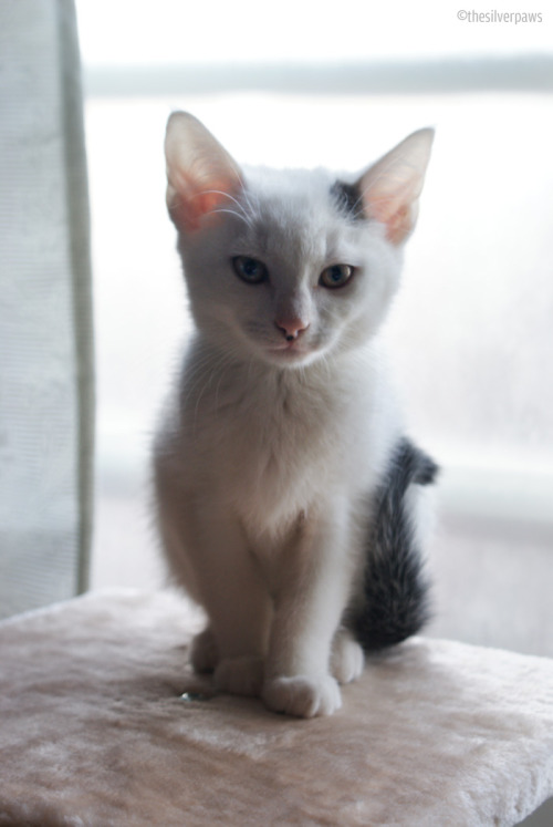 thesilverpaws:“Hi everyone, pleasure to meet you! I am Mephistopheles, but you can call me Mef