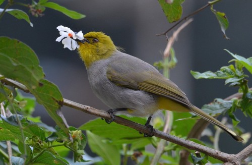 birds-and-flowers:Yellow-throated Bulbul (Pycnonotus xantholaemus) © RK Balaji