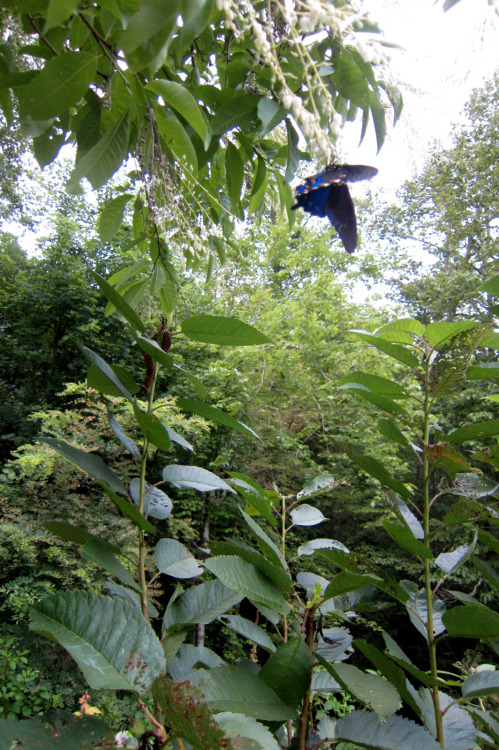 July 2015 - Sourwood Oxydendrum arboreum in bloomThis beautiful and super-blue butterfly quickly fli