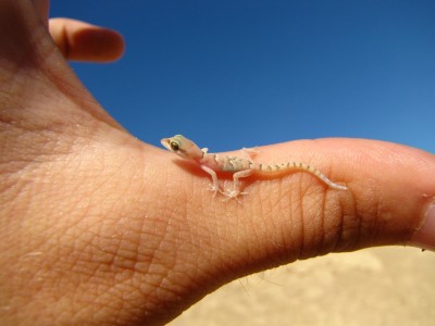 ex0skeletal-undead:ex0skeletal-undead:ex0skeletal-undead:ex0skeletal-undead:Lizards…they’re just little dudes Sometimes depending on where you live you can just go outside and there’ll be a little dude there, scurryingJust a little dude can