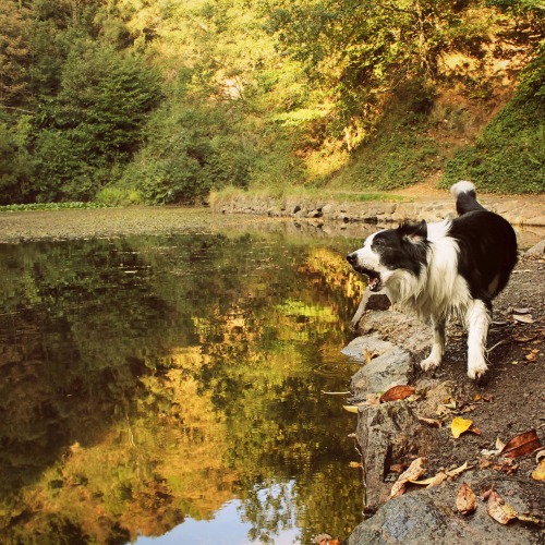 megpricephotography:  Lakeside Woofin’ Barney having fun at Earnslaw Lake on the Malvern Hills. Before he jumps in for a swim, the silly dog usually likes to psych himself up first, by running up & down the bank & barking (a LOT)… 