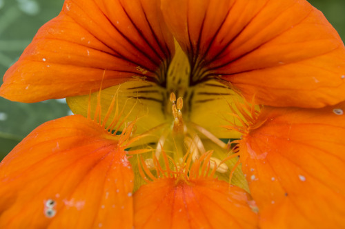 pragmaculture:nasturtium flowers 