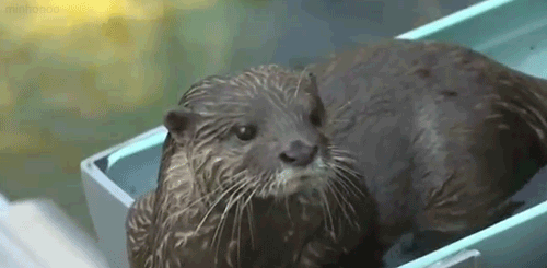 anakistarsong:  zing-noir:  minhonoo: River otters at the Zoological & Botanical Garden in Ichikawa, Japan  omg the last one he pops up ahjfskghfagskjfkhdjs ahahaha  This is what heaven looks like… 