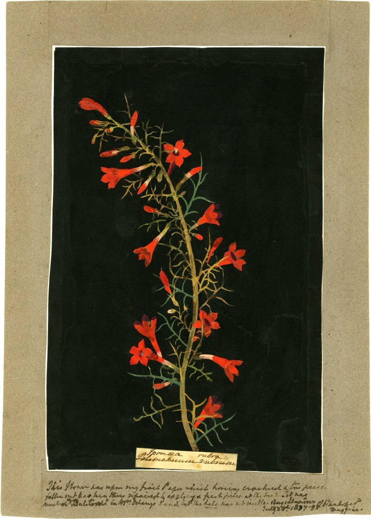 mujeresartistas:  Mary Delany - Ipomea RubraFormerly in an album (Vol.VII, 84), 1772-1782.