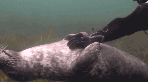 gifsboom: Scuba diver gives belly rubs to a friendly seal. (Via dailypicksandflicks)