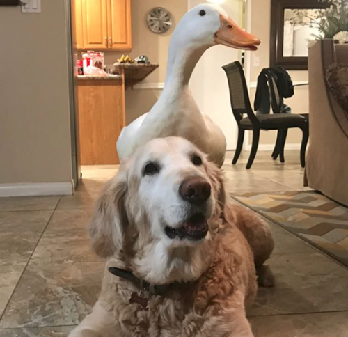 d20-darling:catsbeaversandducks:Rudy The Duck And Barclay The DogPhotos by DucksMakeGreatPets@rose-t