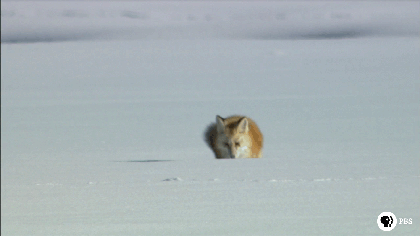 wlfgrrl:  How To Hunt Like A FoxStep 1: *sproing!Step 2: *jackknife! (embrace your