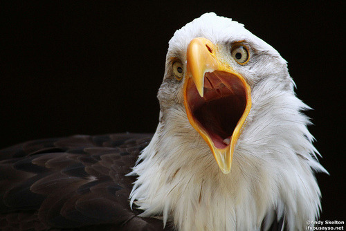 freedom-is-sweet-stuff:  Its the fourth of July? You aint American? YOU ARE TODAY