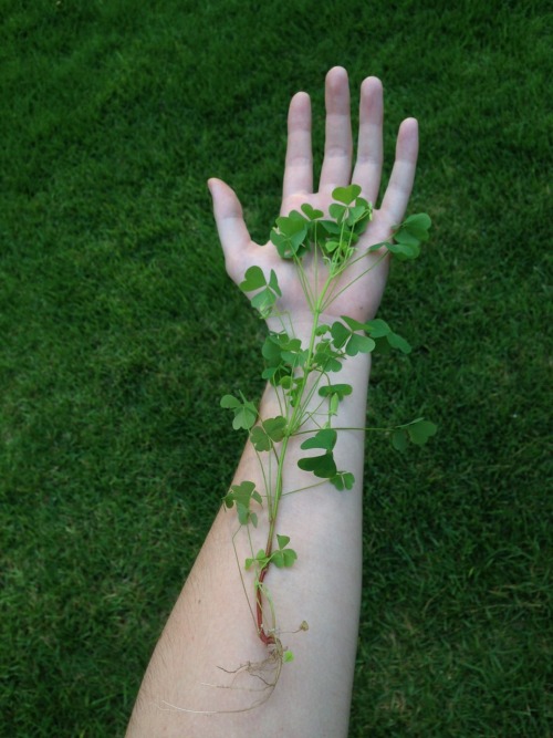 tree-whispering:connected