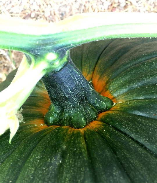 the triangle pumpkin is starting to think orange thoughts