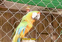 jinmini:suddenly bowing battle with a parrot….