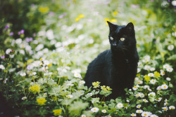 Elenamorelli:  { Tiny Black Panther And The Spring }-Luna And A Never Ending Romance-