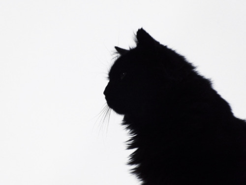 fuckyeahcats:  nantico.tumblr.com 