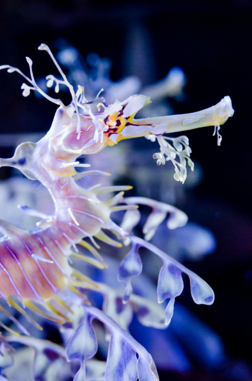 thelovelyseas:The leafy seadragon is a type of seahorse, they look like seaweed as a means of camofl