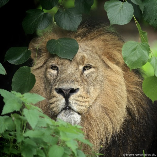 A handsome Asiatic Lion named Iblis at Chester Zoo…