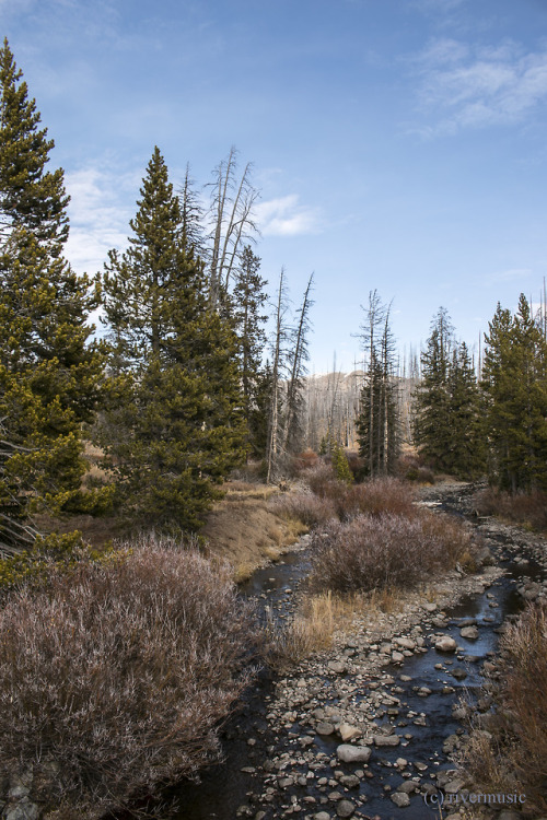 Cub Creek reflects the sky as it flows towards Yellowstone Lake in early Autumn.riverwindphotography