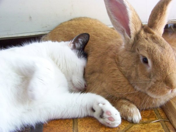itscarororo:  I feel like I may have already posted these two a couple years ago