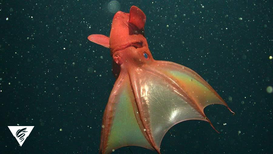 Put away that garlic, the vampire squid isn’t coming to get you. Our colleagues over at the Monterey Bay Aquarium Research Institute (MBARI) discovered that these cool creatures eat “marine snow”— organic debris that sinks down from the ocean surface...