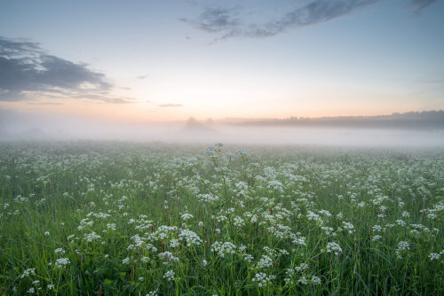 In the fields by Kirill Krikliviy