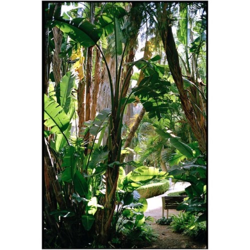 janinaoeij:#jungle#palm#palmtree#malaga#city#spain#photography#analog#leica#heart#summer#travel (hie