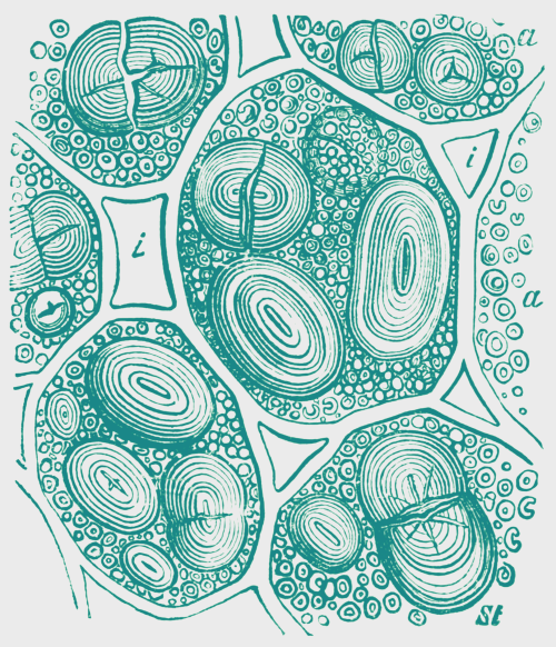 nemfrog: “Cells from the cotyledon of the pea.” Botany for high schools. 1910. Proc